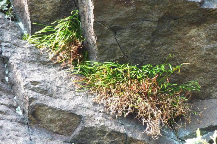 Felsenberg 16 014 Nordischer Streifenfarn (Asplenium septentrionale)